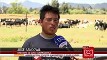 Ganaderos de Cundinamarca dicen que sequía ha afectado la producción de leche