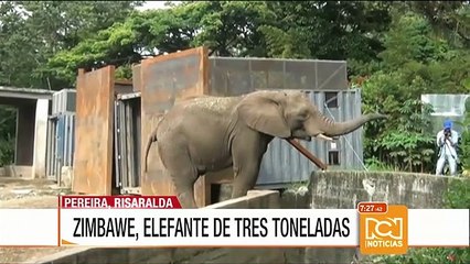 Trasladan a elefante de tres toneladas de Pereira a la Hacienda Nápoles