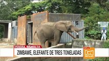 Trasladan a elefante de tres toneladas de Pereira a la Hacienda Nápoles
