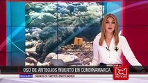 Oso de anteojos apareció muerto por disparos en Cundinamarca
