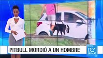 Un perro pitbull atacó a su dueño en sus partes íntimas en Bucaramanga