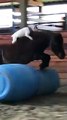 The dog imitates a cowboy and rides over a horse