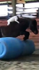 The dog imitates a cowboy and rides over a horse