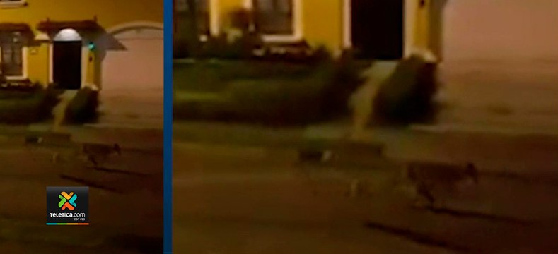 tn7-Una-manada-de-coyotes-recorrieron-las-calles-de-san-francisco-de-coronado-este-viernes-120920