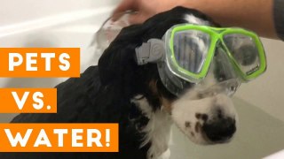 Funniest Pets Hate Water Compilation of 2018 _ Funny Pet Videos