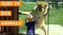 Cutest Kids VS Zoo Animals Ultimate Funny Compilation 2018 _ Funny Pet Videos