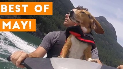 Ultimate Animal Reactions & Bloopers of May 2018 _ Funny Pet Videos