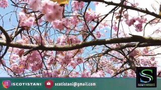 Beautiful Cherry Blossom Trees in Scotland | Bellahouston Park | Scotistani | Anila