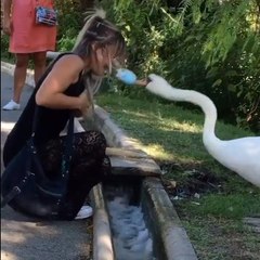 Swan Snaps at Woman's Face Mask and pulls it Over her Eyes