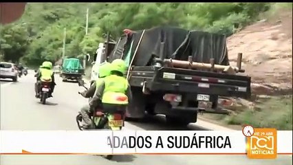 Nueve leones fueron trasladados hasta Bogotá