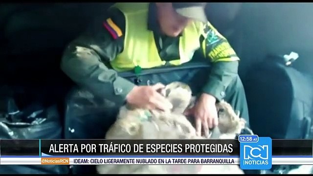 Alerta de las autoridades ambientales por tráfico ilegal de fauna