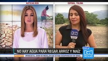 Unas 10.000 hectáreas de cosecha de arroz se perderían por sequía en Tolima