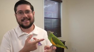 Positive Reinforcement for Parrots Explained