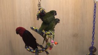 A Personal Tour of Todd Marcus Birds Exotic Bird Store NJ