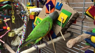 Parrots Love Chewing Cardboard Shreddy Toy
