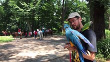 Parrots Visit Prospect Park