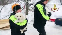 Tres cachorros fueron rescatados de hotel devastado por una avalancha en Italia