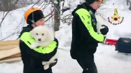 Tres cachorros fueron rescatados de hotel devastado por una avalancha en Italia