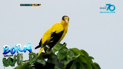 Born to be Wild: Backyard Birding in the Time of Pandemic