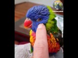 AWW Animals SOO Cute! Cute baby animals Videos Compilation cute moment of the animals #7 (1)