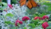 Study Music, Nature Scenery & Relaxing Music for Stress Relief. flowers butterflies || Bees