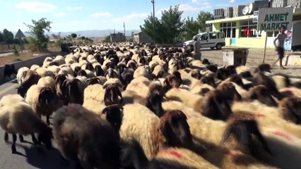 Göçerlerin zorlu yolculuğu başladı
