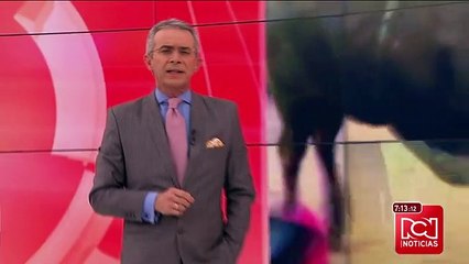 C. Constitucional estudia ponencia para que animales sean reconocidos como individuos