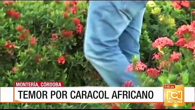 Alarma en Córdoba y Valle del Cauca por presencia de caracoles africanos