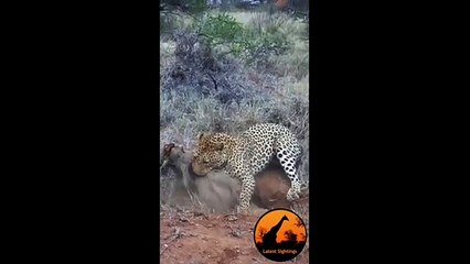 Leopard Kills ,Warthog, in Burrow ,- Latest Wildlife Sightings
