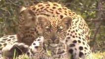 Leopard Knock, Eagle Out to, Save Baby Fails, - Cheetah Lions Jaguar, Leopard Powerful ,Big Cat in Africa