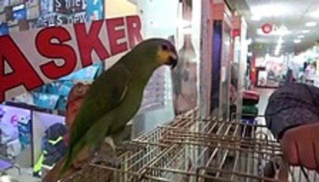 ''La ilahe illallah'' diyen papağan görenleri hayrete düşürüyor