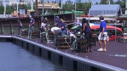 New York renoue avec une tradition : la culture des huîtres