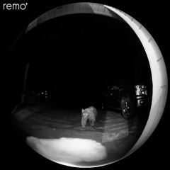 Bear Rings Doorbell During Late Night Visit