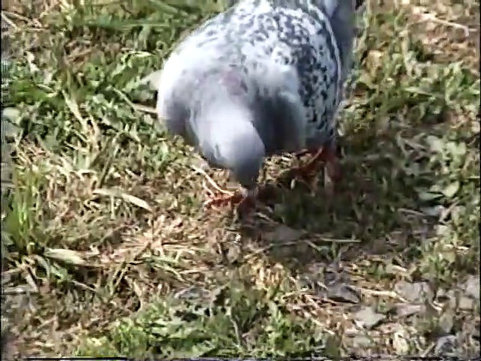 Pidgeon and Curtis