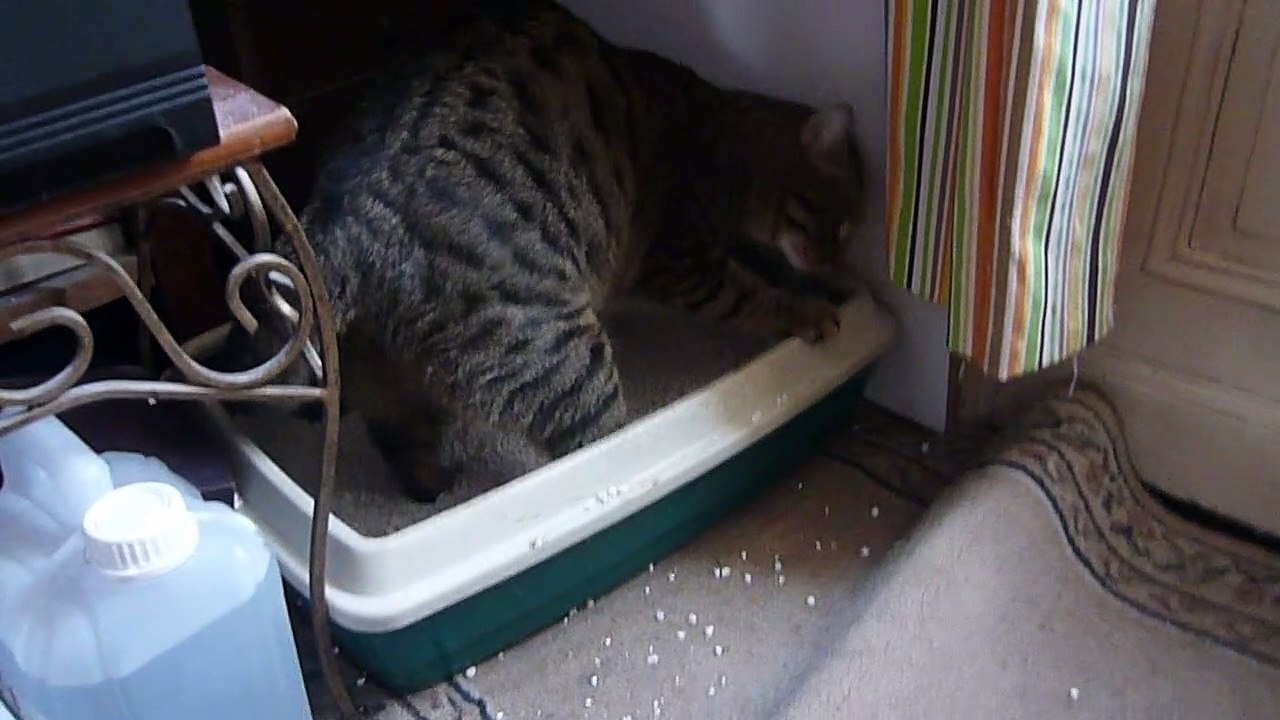 le chat Petitcoeur gratte etrangement 2020-09-12