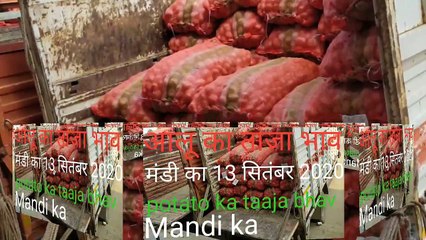 आलू का ताजा भाव मंडी का 13 सितंबर 2020