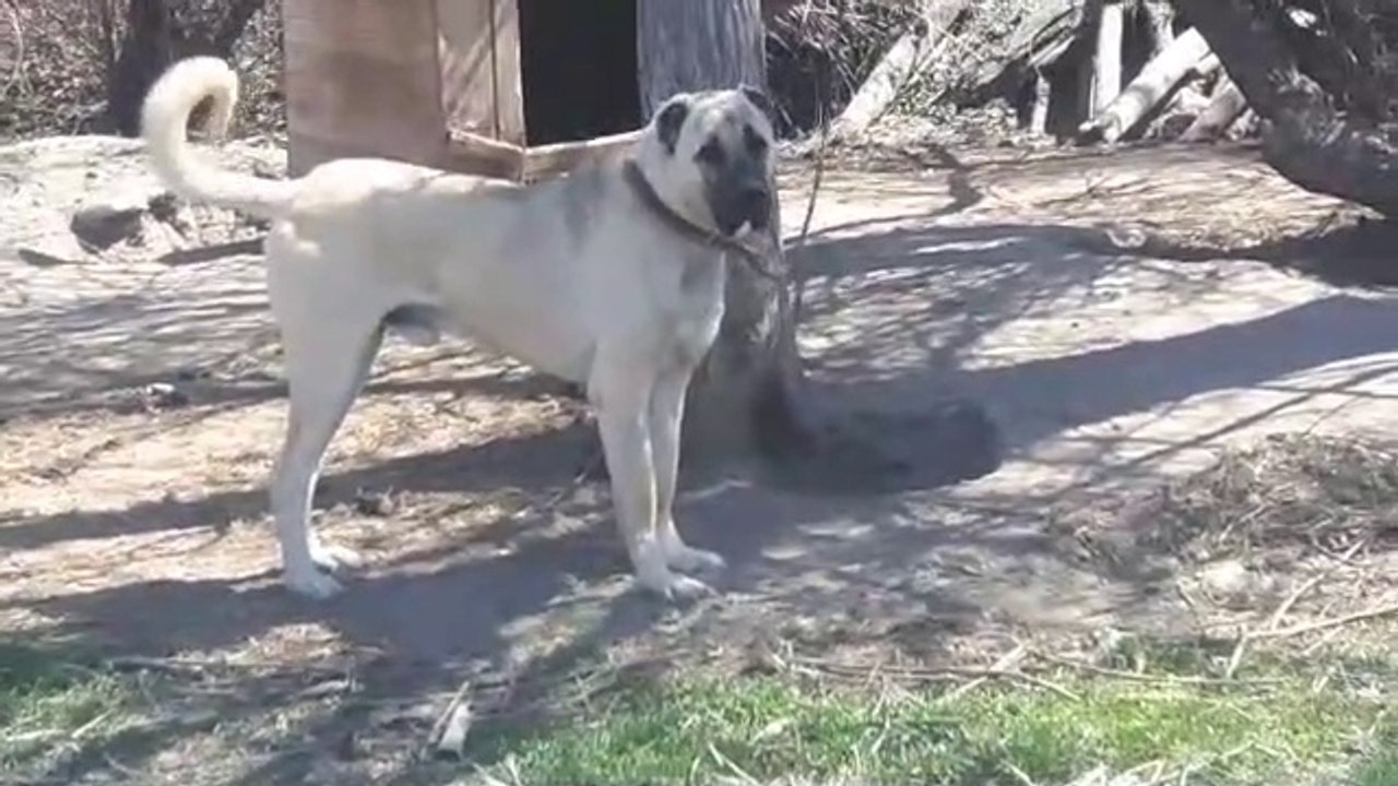 ANADOLU COBAN KOPEGi BAHCEDE CAN SIKINTISI - ANATOLiAN SHEPHERD DOG at GARDEN