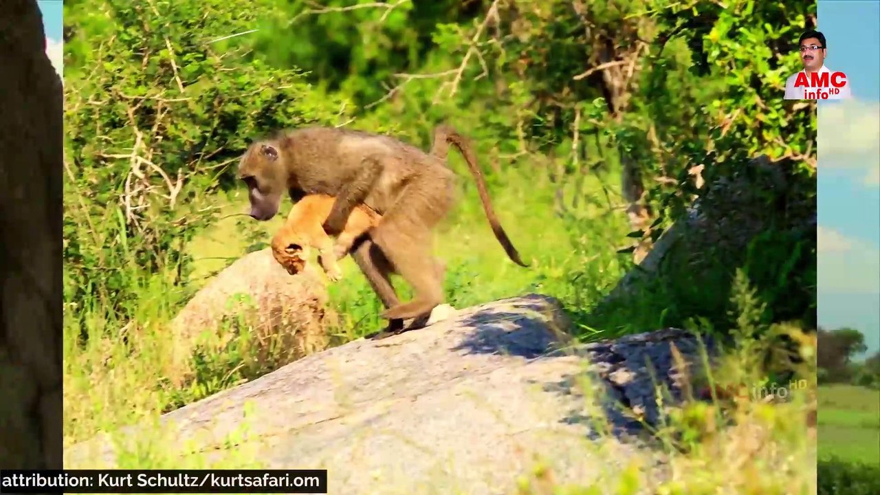 A Baboon Saved a Lion Cub