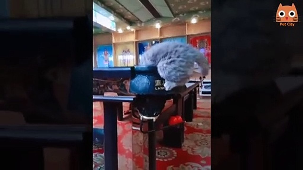 20  Trate de no reírse - Videos divertidos de gatos y perros #66