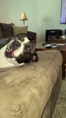 Bruno the pitbull SINGING his heart out while his mom plays harmonica