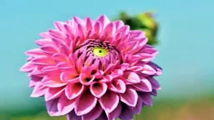 Surah_Muhammad Virtues.  সূরা_মুহাম্মদের_ফযীলত।__of_Surah_MuhammadVirtues