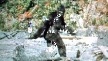 5 Believable Bigfoot Sightings Caught on Camera-