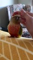 Pet Parrot Leans Into Owner's Palm to Snuggle After Waiting to be Petted