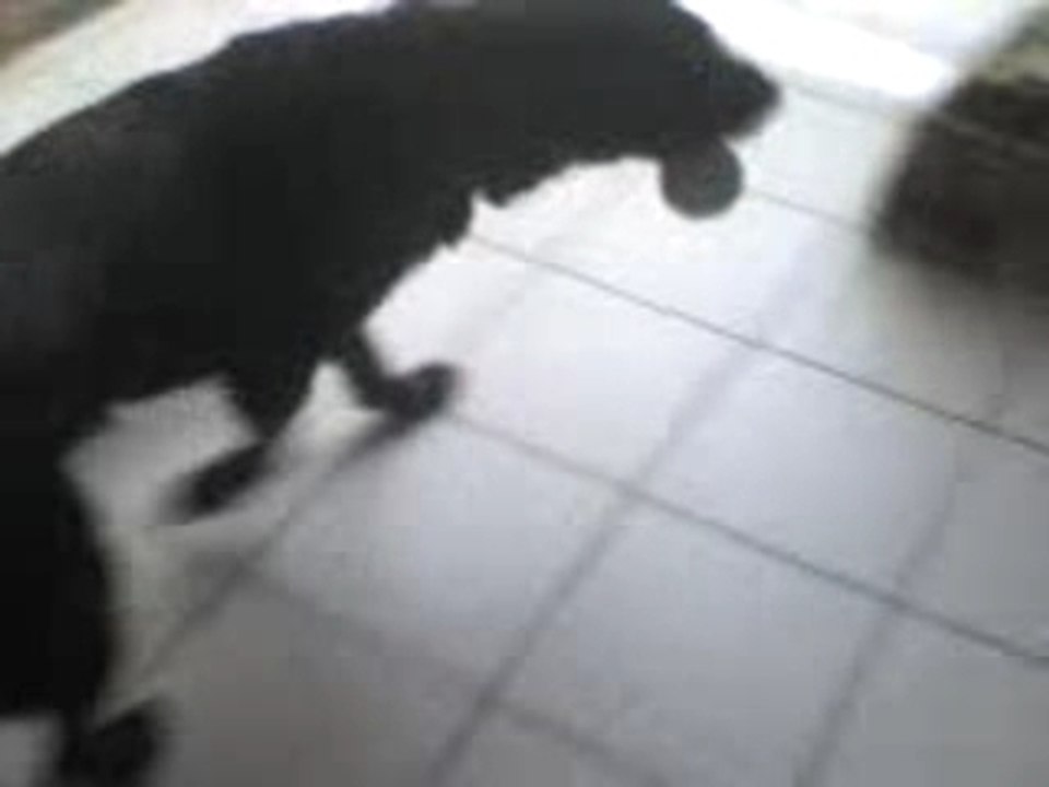 mon chien