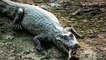 5 Most Compelling Pieces Of Sewer Alligator Evidence-