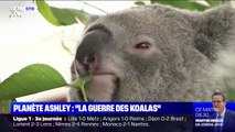 Une loi pour la préservation des koalas fait polémique en Australie
