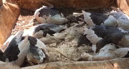 Kaz ve tavuklar açlık ve susuzluktan öldü