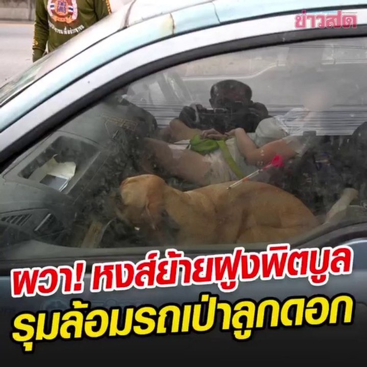 ย้ายฝูงพิตบูล หงส์ ทำป่วนเมือง