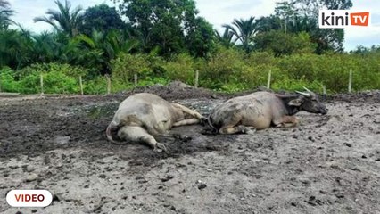 Mowgli Malaysia bersedih, puluhan kerbau mati mengejut