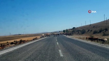Karayoluna çıkan inek sürüleri yol güvenliğini tehlikeye düşürüyor